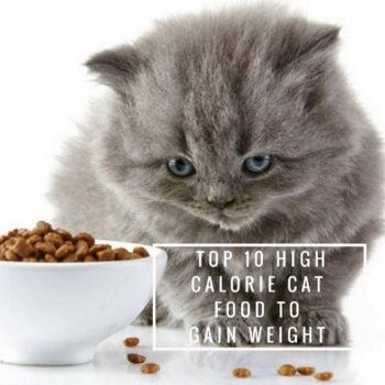 TOP High Calorie Cat Food to Gain Weight
