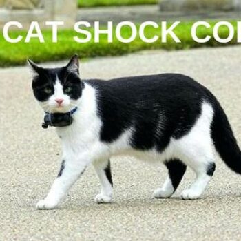 TOP 3 Cat Shock Collars
