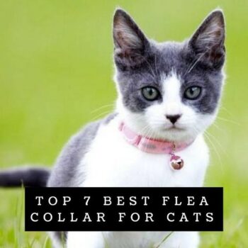 TOP 7 Best Flea Collar for Cats