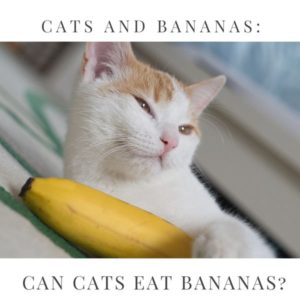 cats bananas