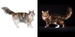 Maine Coon vs Norwegian Forest Cat: Key Differences Written by Maine Coon Central in Breed