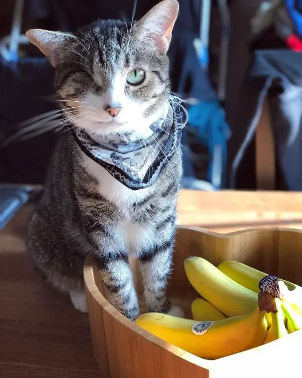 Is It True that Cats Do Not Like Bananas?