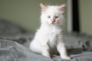 white kitten names