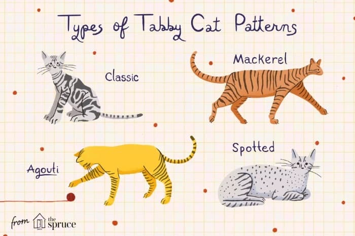 types of Tabby Cat patterns