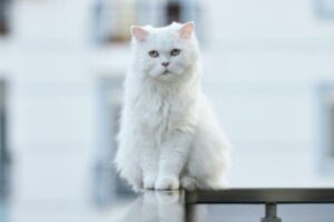 Cat Coat White Cats and White Spotting