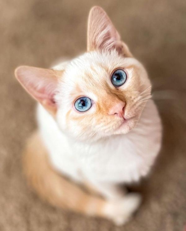 What Does A Flame Point Siamese Look Like?