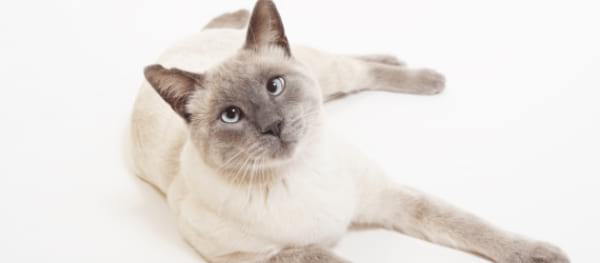 Interesting Facts about the Lilac Point Siamese Cat