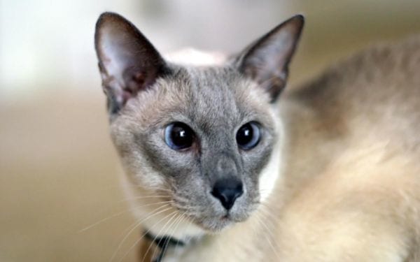 Lilac Point Siamese Appearance