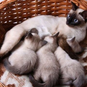 Siamese Cat Price: How Much Do Siamese Cats Cost?
