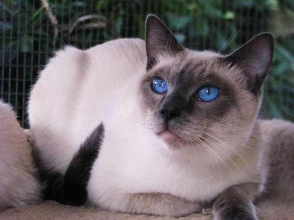 What does a Blue Point Siamese cat look like?