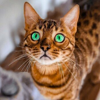 Awesome Male and Female Bengal Cat Names