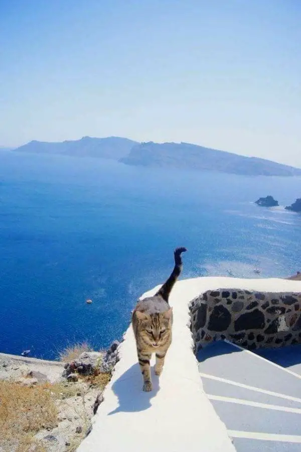 Greek Cat Names Inspired by Geography
