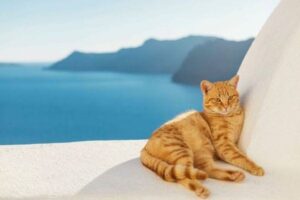 Greek Cat Names for Male and Female Kittens