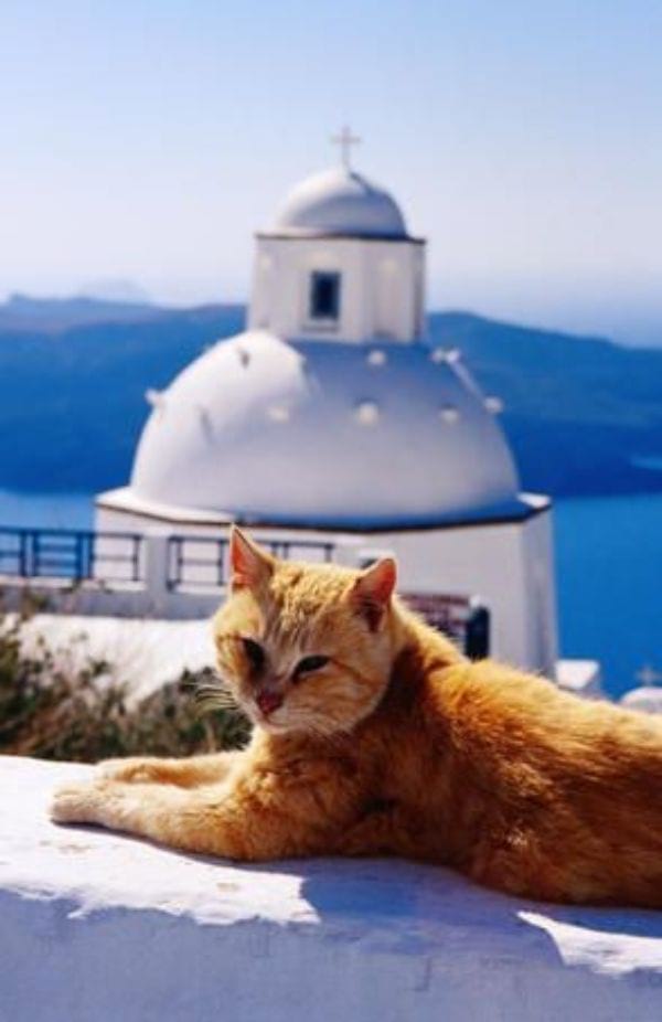 Greek Mythology God Cat Names