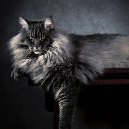 Maine Coon fluffy cat breed