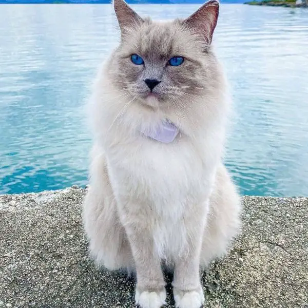  Ragdoll Cat Blue Eyes Names