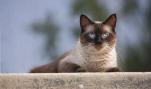 Seal point Siamese Cats In-depth Review