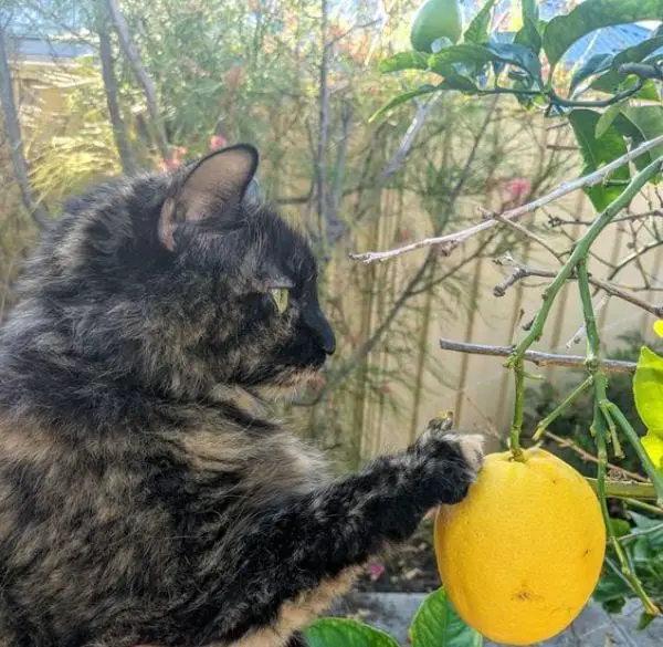 Citrus: orange, lemon, lime, and grapefruit