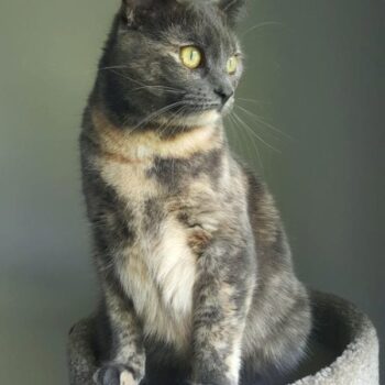 Dilute Tortoiseshell Cats – Everything You Should Know