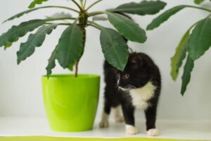Names for Black and White Cats
