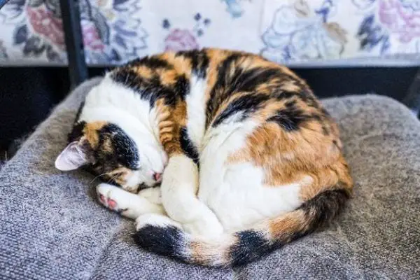 The Cat Curled-Up Position