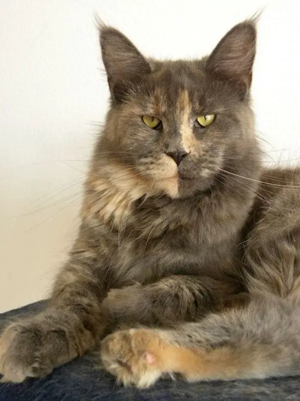 Unique Facts About Dilute Tortie Cats