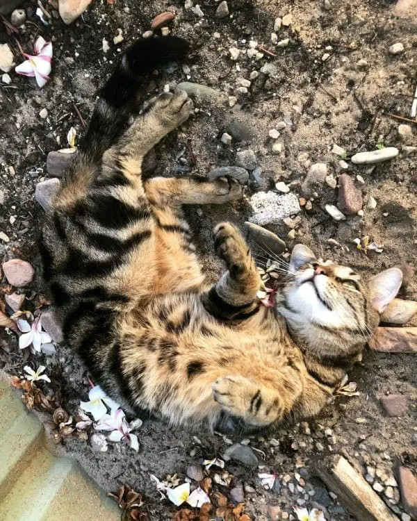 Are There Dangers for Cats Rolling in Dirt?