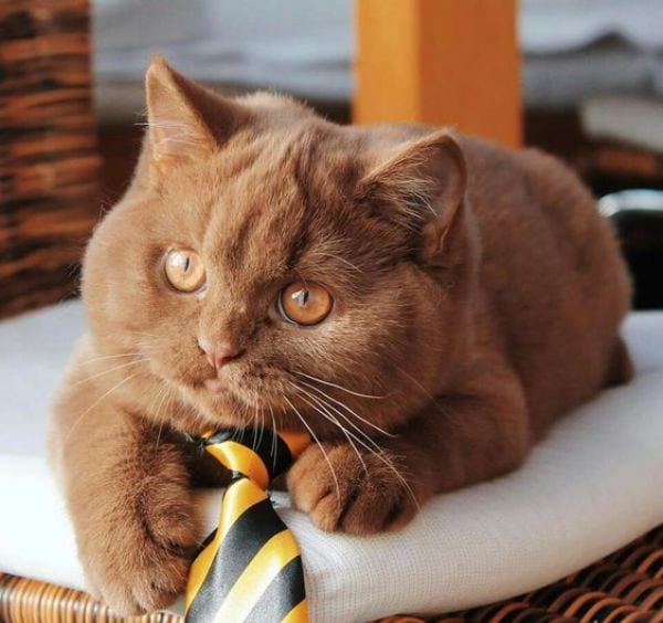 British Shorthair Cinnamon cat