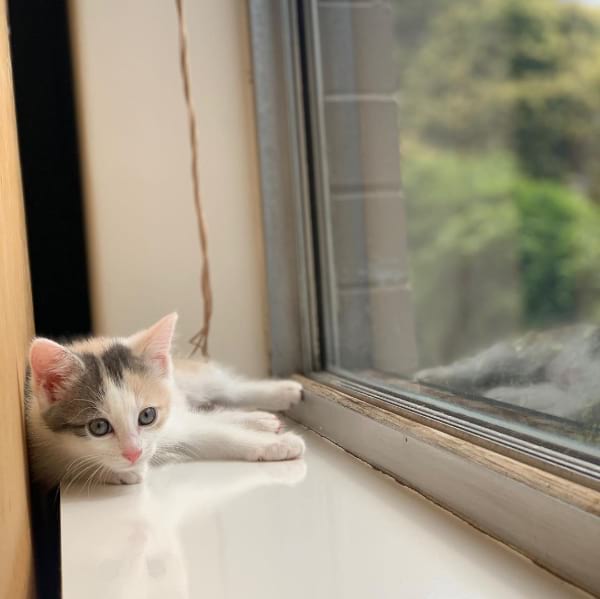 Predicting Dilute Calico Kittens