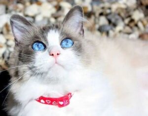 The Guide to Ragdoll Cat Colors & Patterns