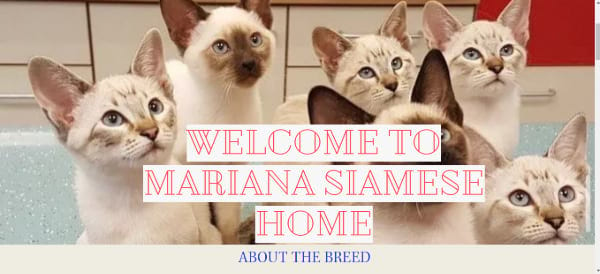 Mariana Siamese home
