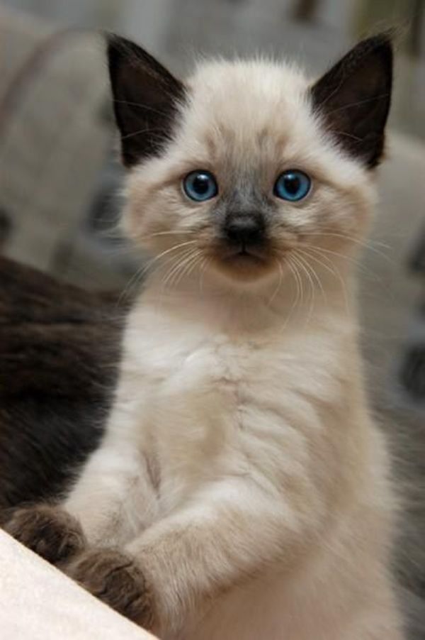 Some Interesting Facts About Siamese Cats