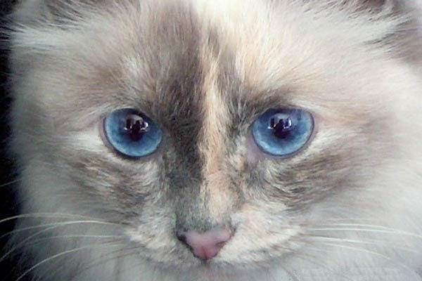 Blue Tortie Ragdoll Cats