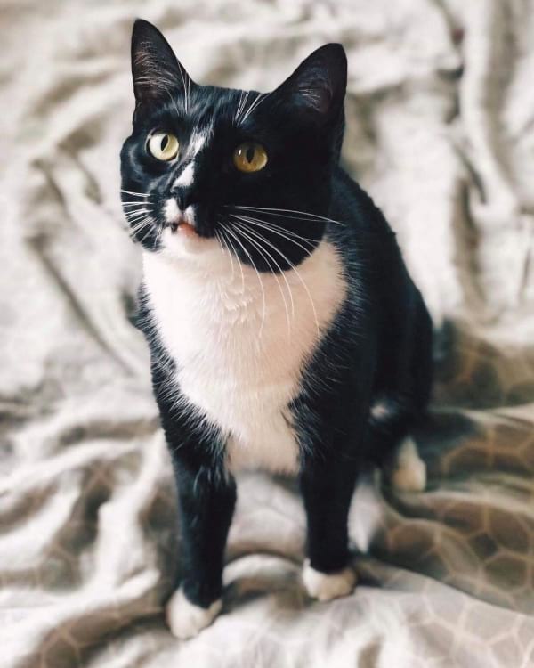 What is a Tuxedo Cat?