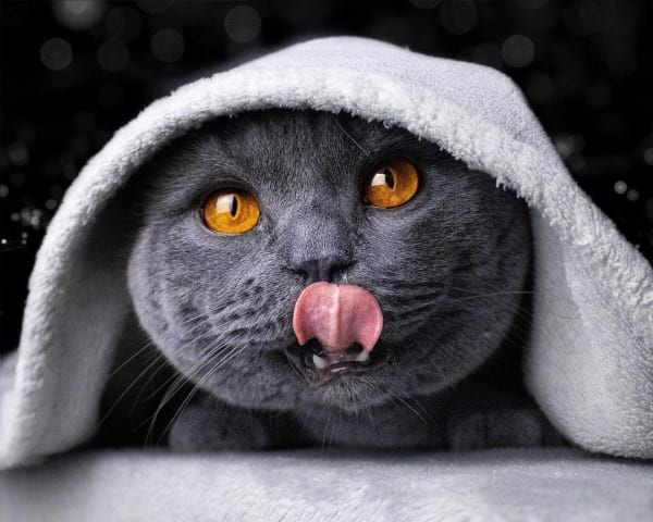 How Much Does the British Shorthair Cost Per Month?