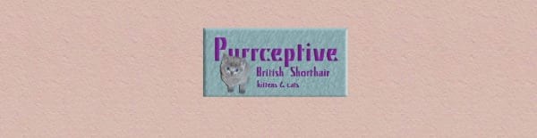 Purrceptive British Shorthair