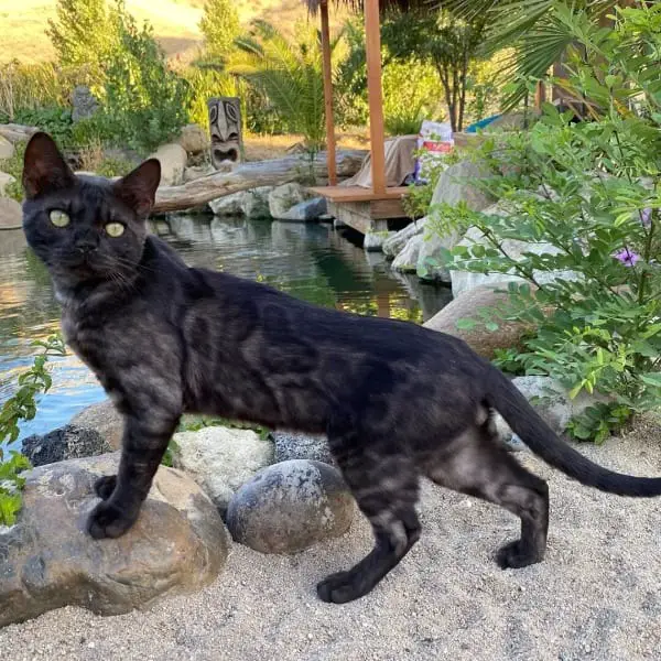 Black Tabby Cat Personality 