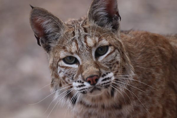 Genetic Identification of Bobcat and Domestic Cat Hybrids