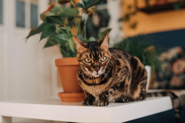 Nutritional Needs of Bengal Cats