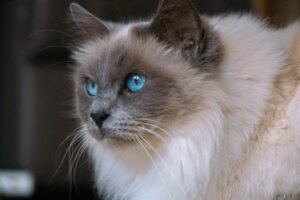 Ragdoll Kittens for Sale in Connecticut