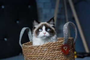 Ragdoll Kittens for Sale in New Hampshire