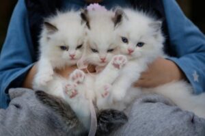 Ragdoll Kittens for Sale in Virginia