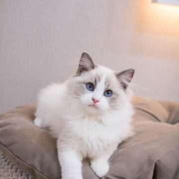 Ragdoll Kittens for Sale in Maine